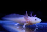 (GFP) Glow Lucy Axolotl SIZE 4”-4.5”